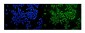 Anti-nmt55 p54nrb NONO Antibody Picoband™ (monoclonal, 11E2)